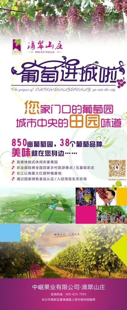 葡萄售賣展架圖片