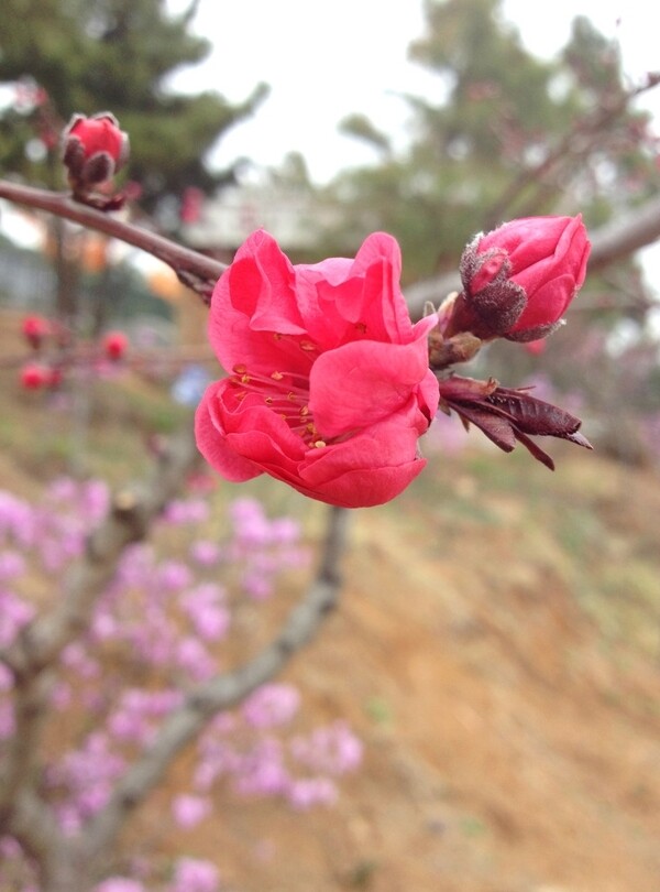 桃花圖片