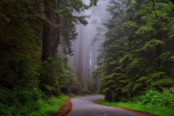 树木森林公园雾