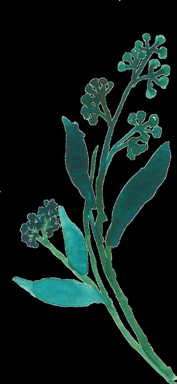神話花枝透明素材