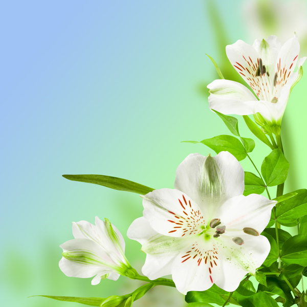 百合花背景圖片