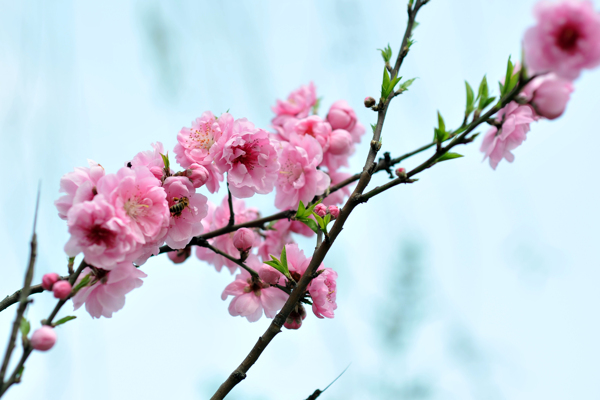 櫻花圖片