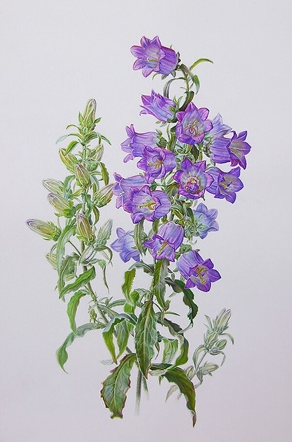 位圖寫意花卉植物花朵免費(fèi)素材