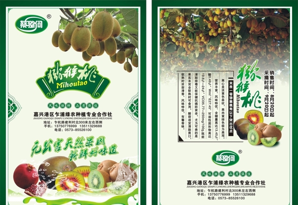 獼猴桃單頁圖片