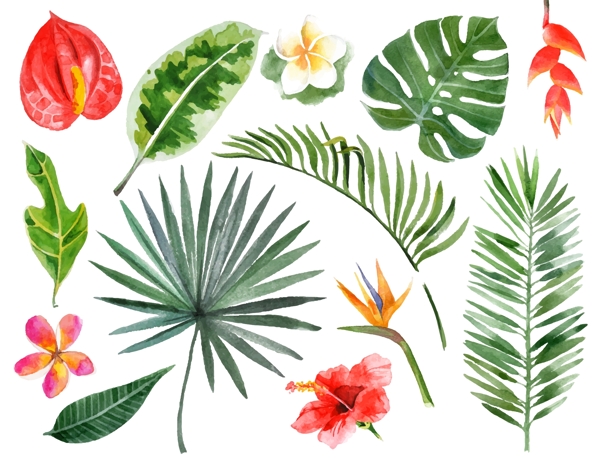热带植物树叶矢量图下载