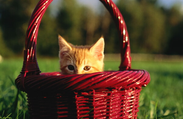 竹篮里可爱小猫咪图片