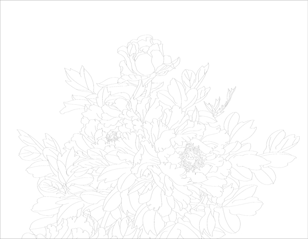 牡丹花圖片