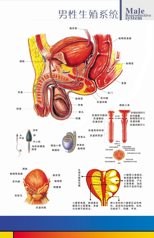 生殖解剖图图片