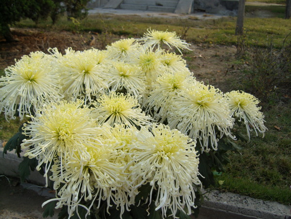 花圖片