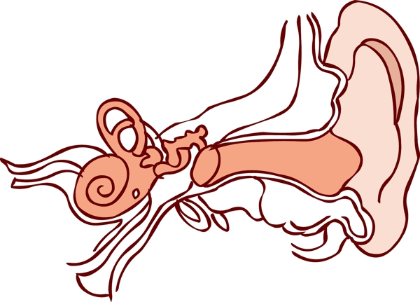 手绘人体器官人体五官耳朵线条结构