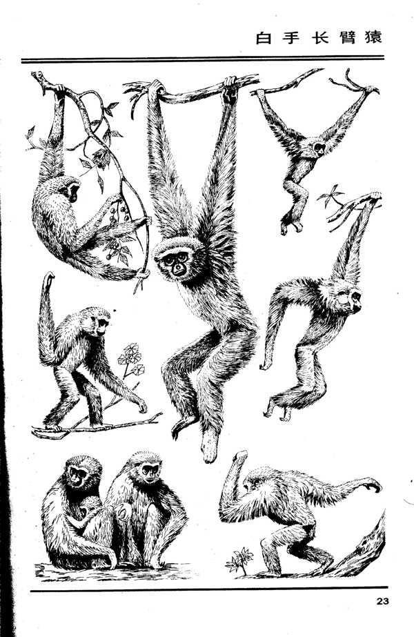 百兽图23白手长臂猿图片