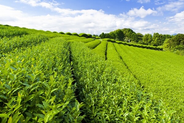 綠色茶園圖片