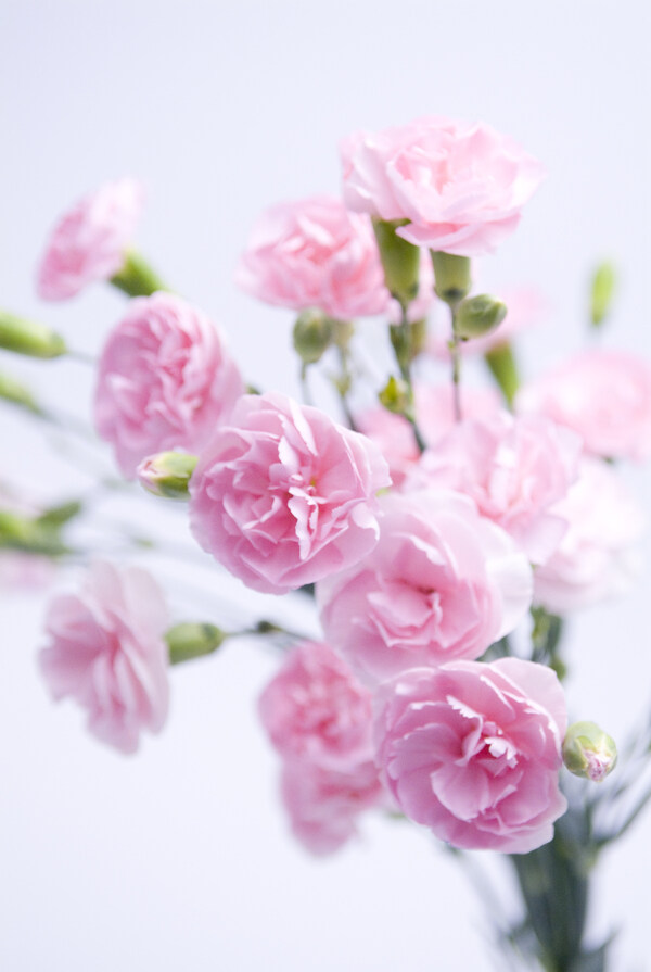 牡丹花