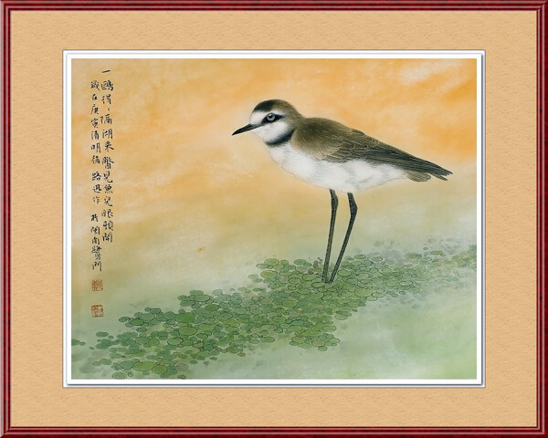 小鳥工筆畫圖片