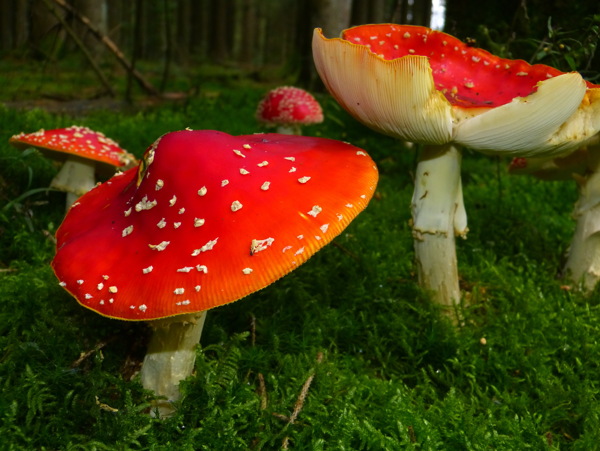 红色小蘑菇图片