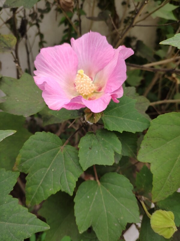 花朵