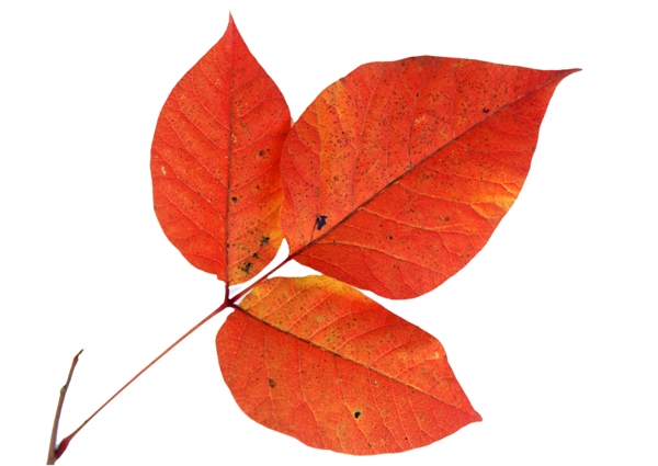 一組漂亮的紅葉素材