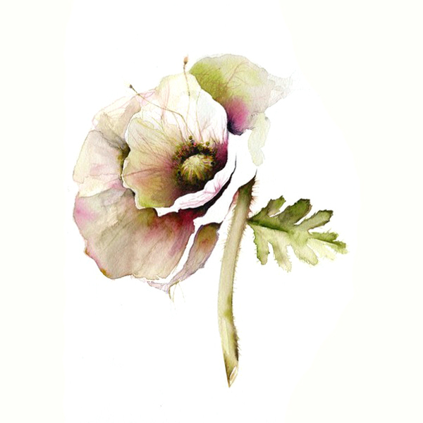 位圖植物寫意花卉花朵野花免費(fèi)素材