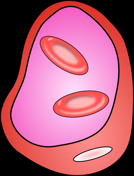 红细胞的红血细胞的剪辑艺术