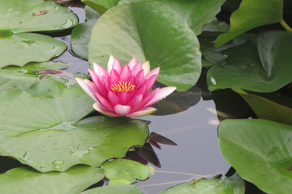 蓮花圖片