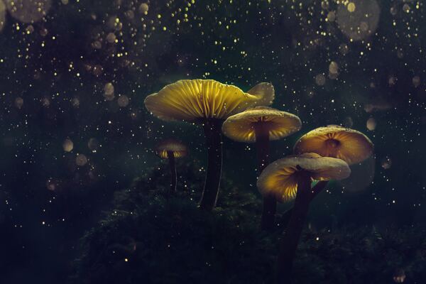 野生菌菇蘑菇发光意境