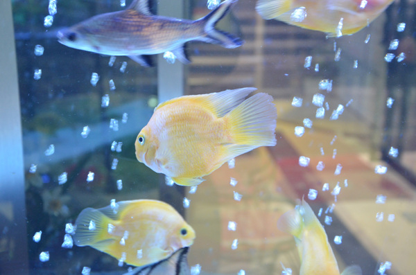 魚海底魚熱帶魚圖片