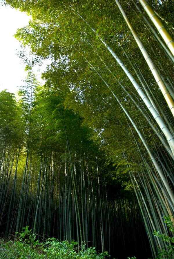 夏季景色