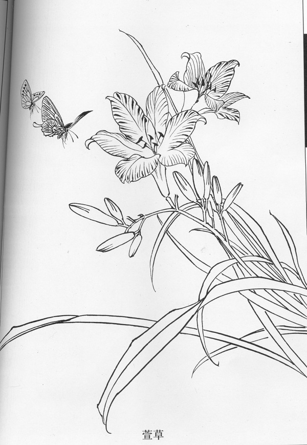 工筆白描花鳥圖片