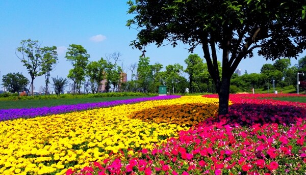 花海