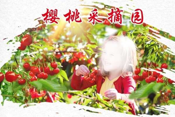 櫻桃