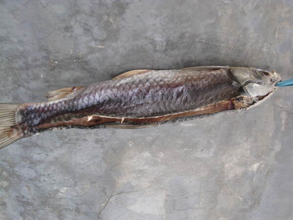 干魚(yú)魚(yú)干