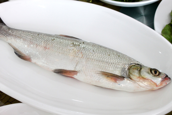 白條魚圖片