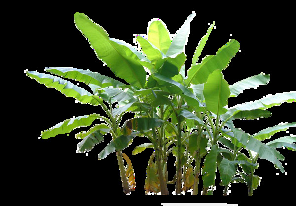 綠色植物png元素素材