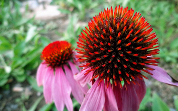 位圖植物花朵寫實(shí)花卉野花免費(fèi)素材