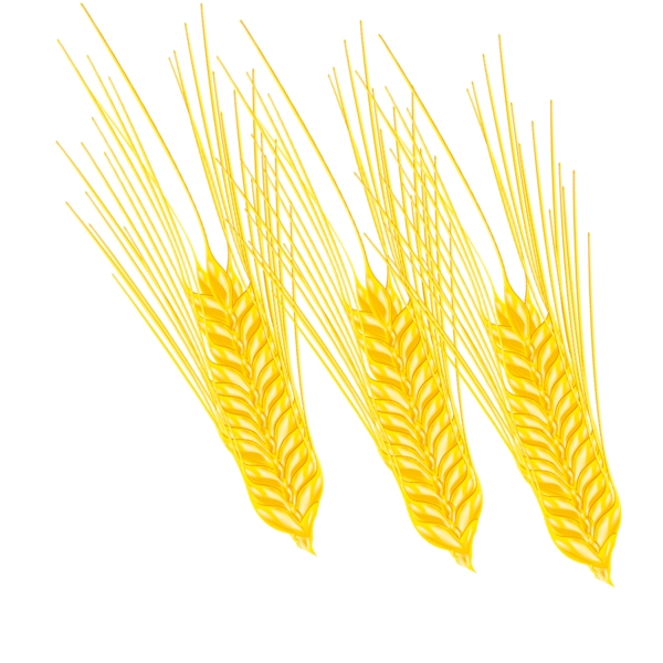 手绘小麦插图