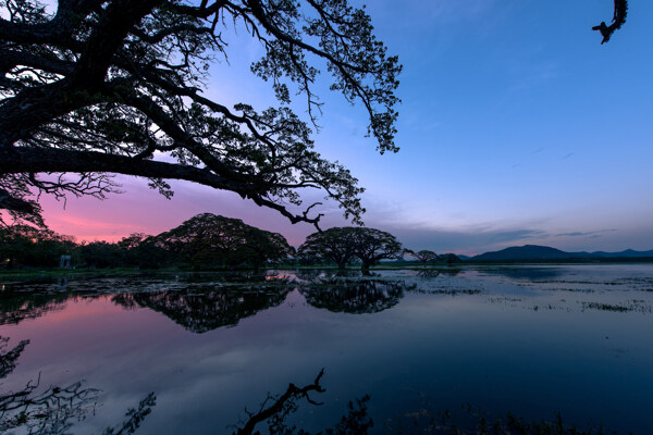 美丽湖泊树木剪影图片