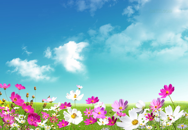 花朵圖片