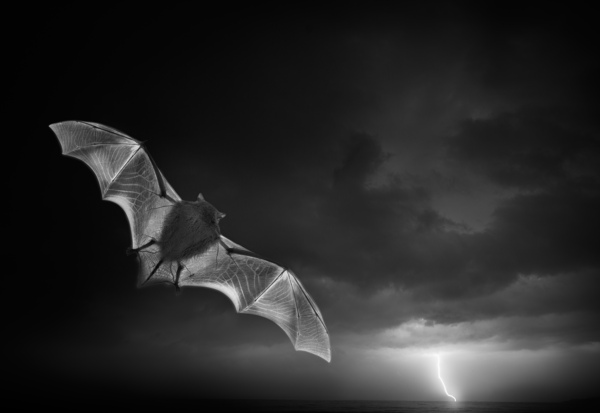 闪电蝙蝠图片