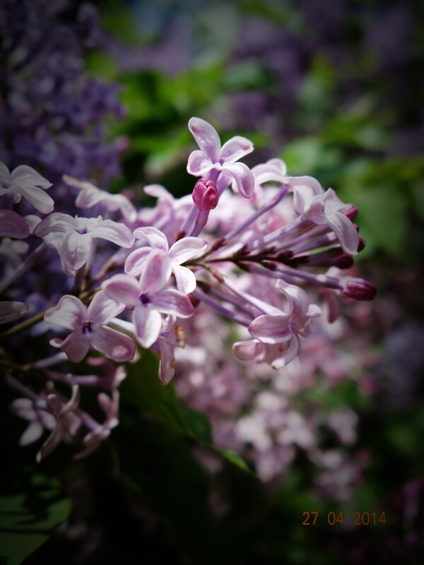丁香花圖片