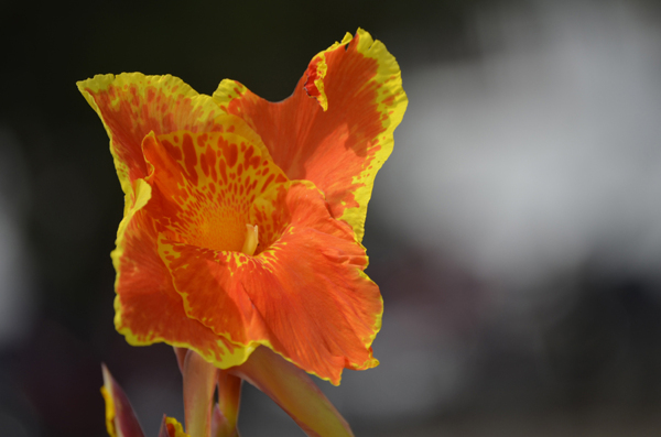 位圖植物圖案寫實(shí)花卉花朵野花免費(fèi)素材