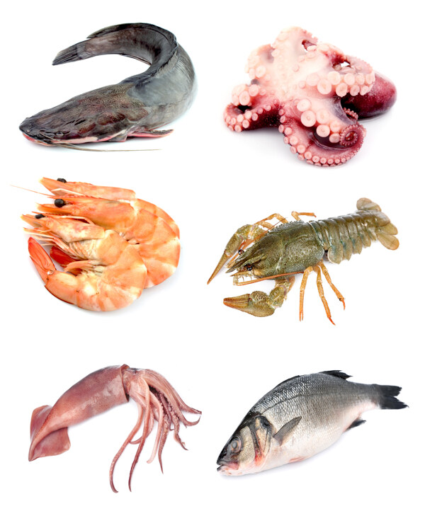 海产品鱿鱼乌贼鲶鱼龙虾鱼高清图片