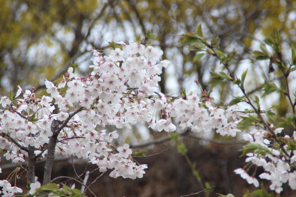 櫻花圖片
