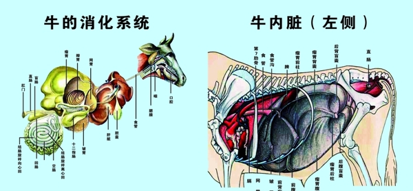 牛的消化系统图片