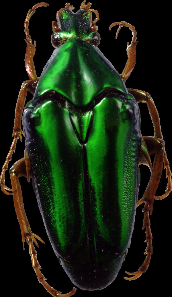 绿色漂亮甲虫免抠png透明图层素材