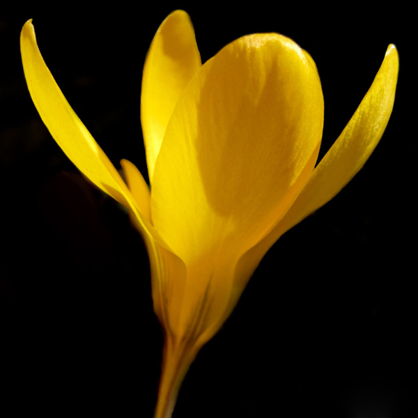 位圖植物攝影寫(xiě)實(shí)花卉花朵野花免費(fèi)素材