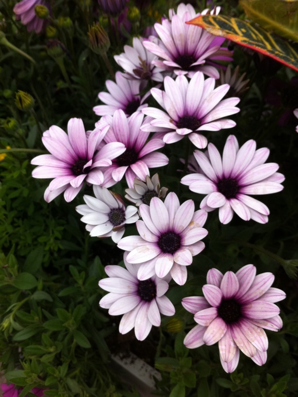 粉色菊花高清圖片