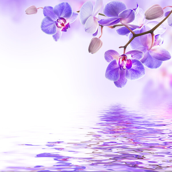 紫色花朵圖片