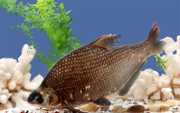 邊魚圖片