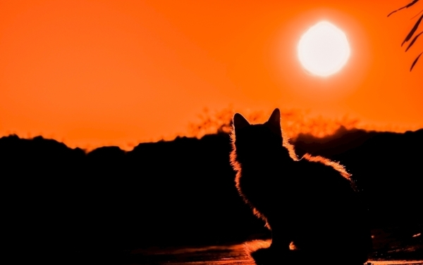 落日下的猫咪图片