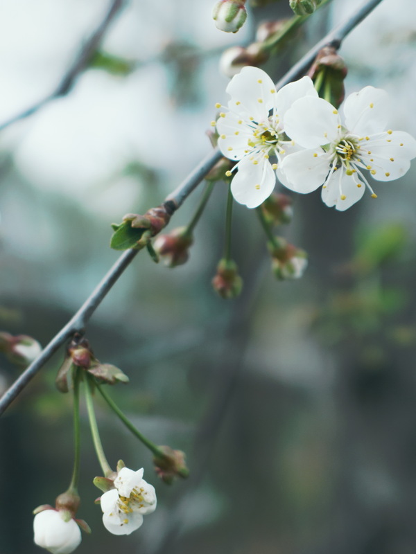 白色梨花圖片